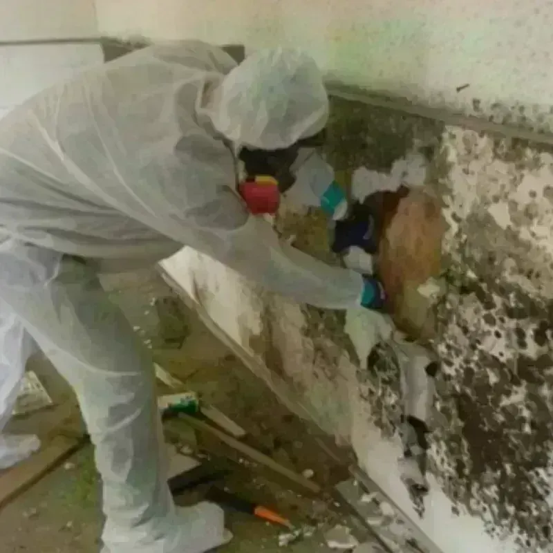 Mold Remediation and Removal in DeWitt, MI